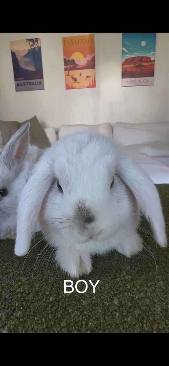 Baby Holland lop (male) Bunny for Sale