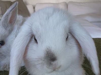 Baby Holland lop (male) Bunny for Sale