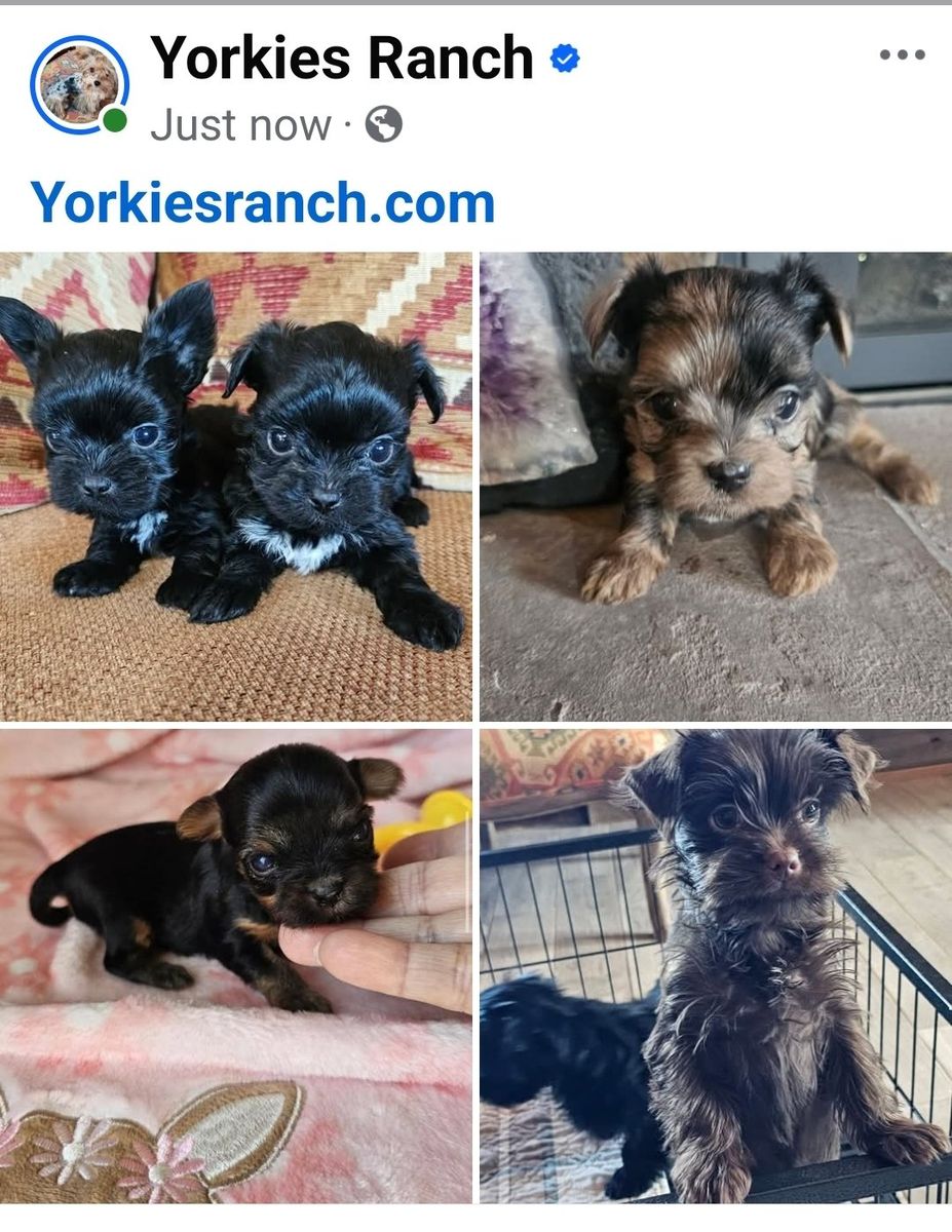 Yorkies, Yorkie Puppies • Health Guarantee.
