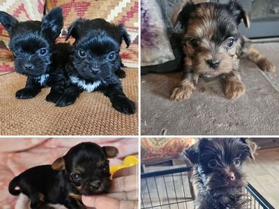 Yorkies, Yorkie Puppies • Health Guarantee.
