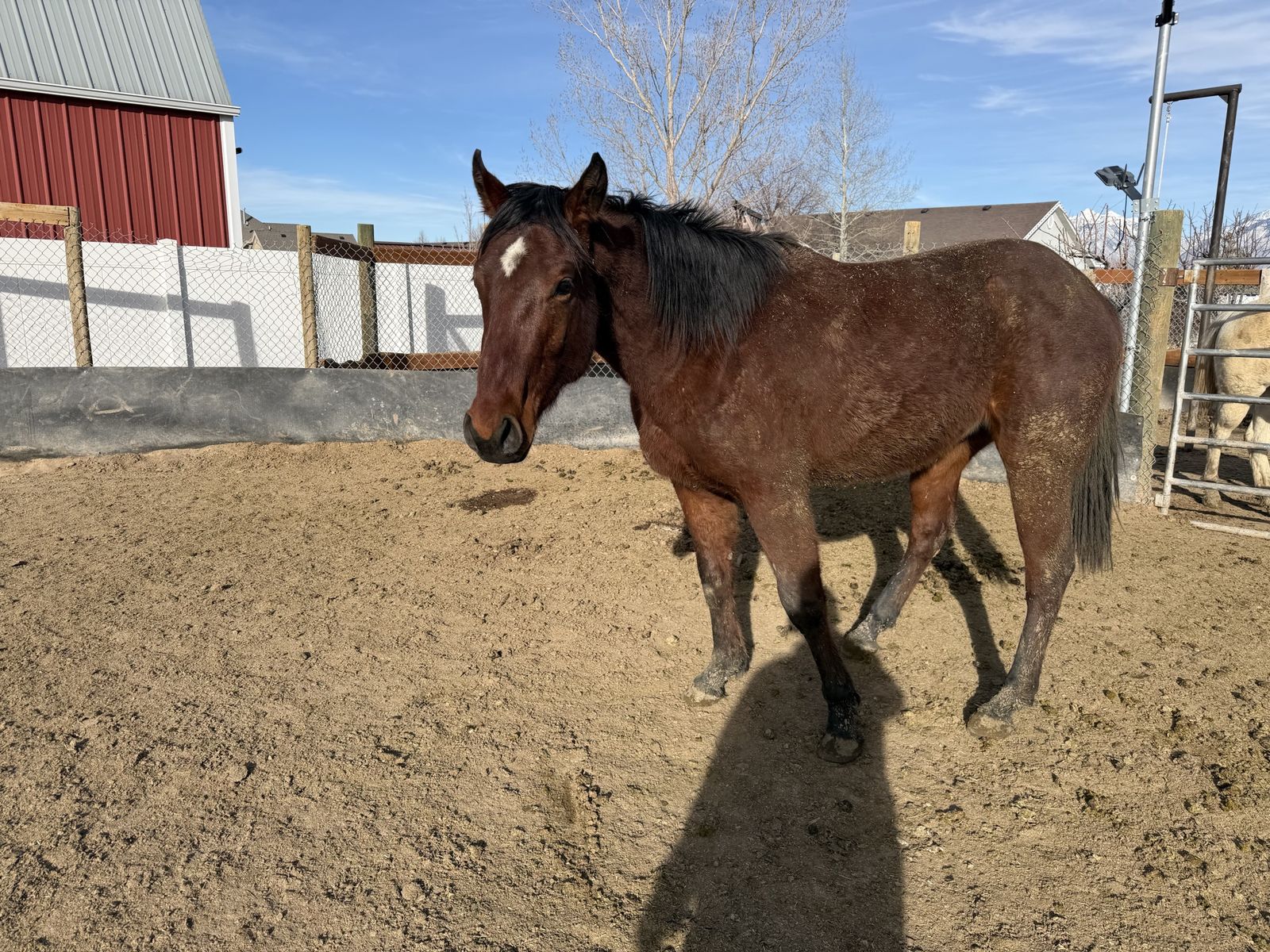 2-Year-Old Jockey Club Registered TB Gelding - Dad's Caps x Tapit