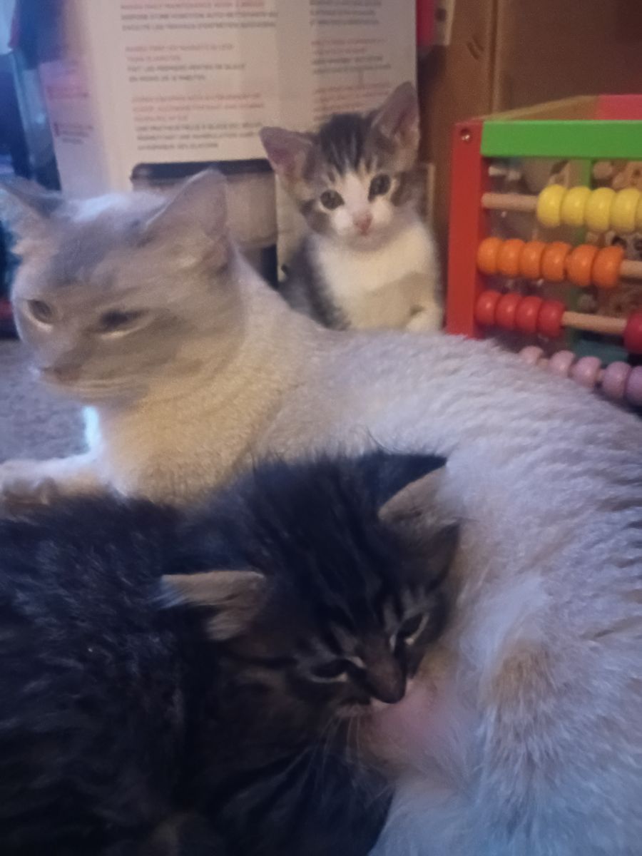 4 tabby kittens born April 30 high white fluffy black top