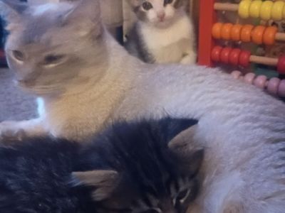 4 tabby kittens born April 30 high white fluffy black top