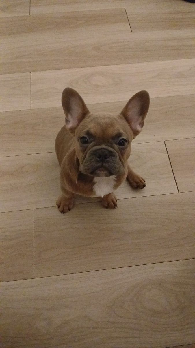 AKC 7 Month Old French Bull Dog - Male