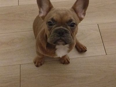 AKC 7 Month Old French Bull Dog - Male