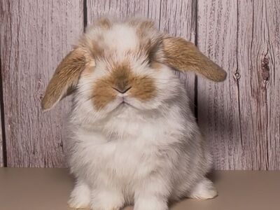 Holland Lop Doe