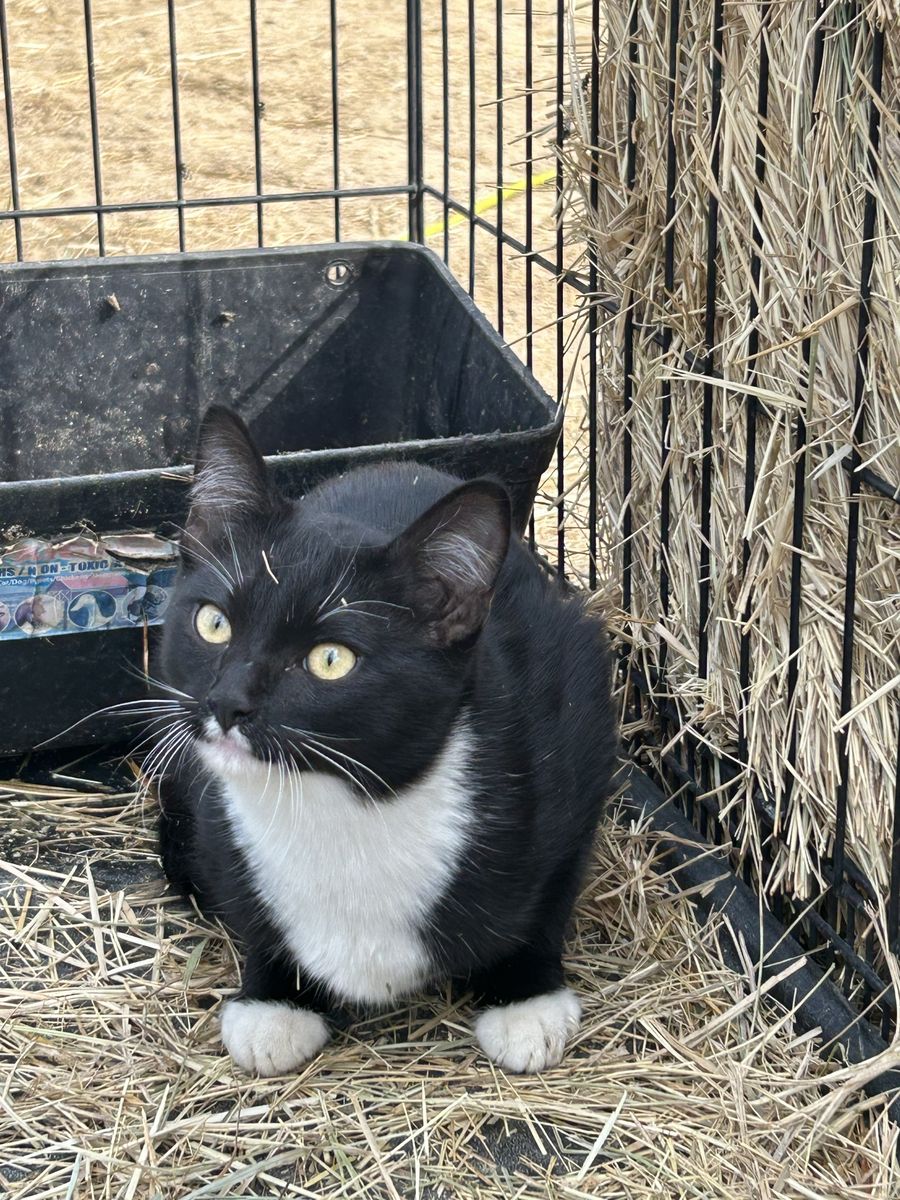 Free barn cats