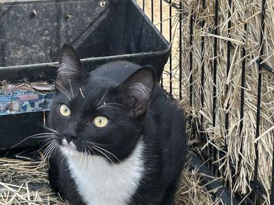 Free barn cats