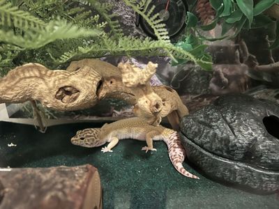 Leopard Gecko