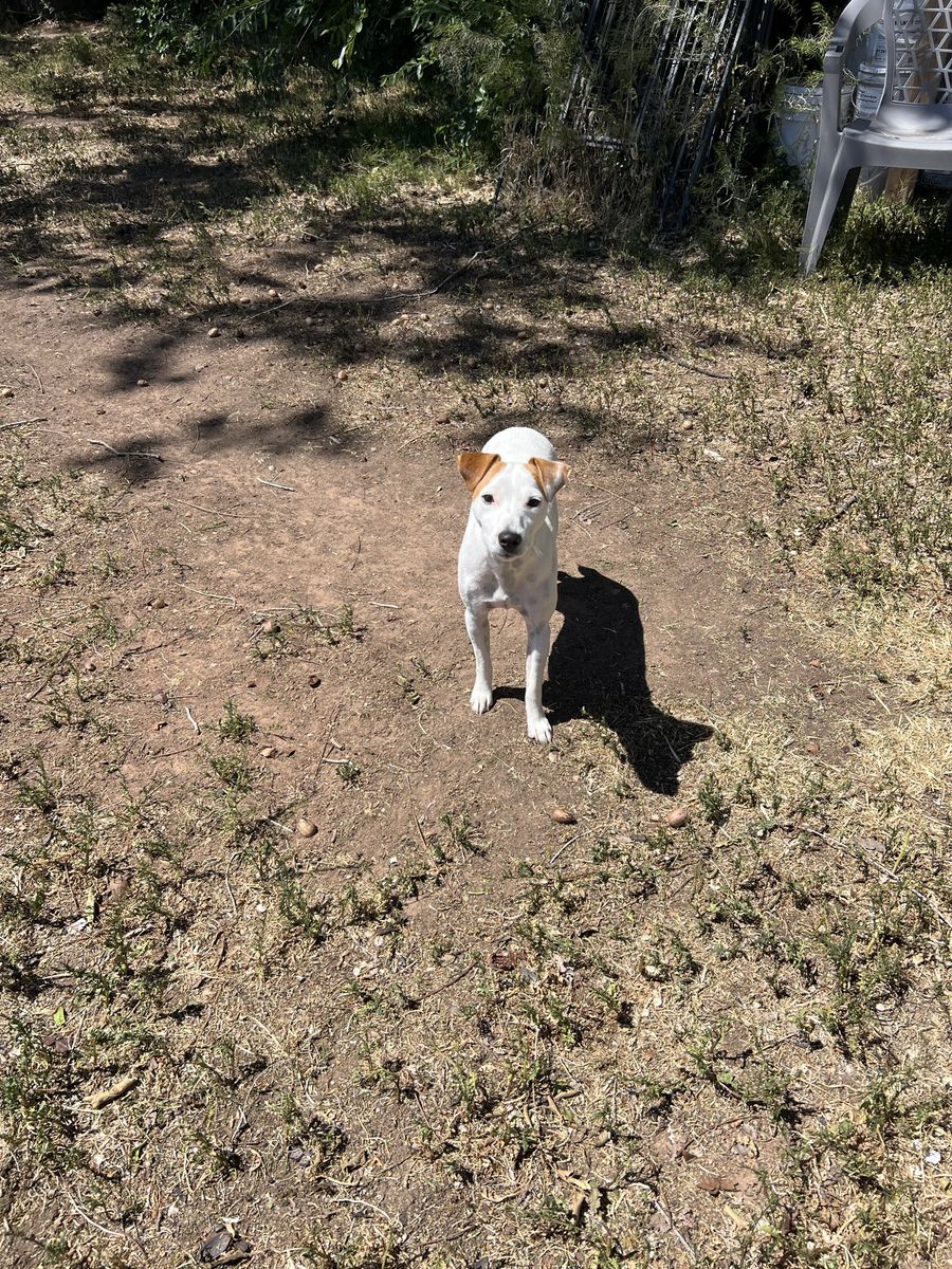 Jack Russell.