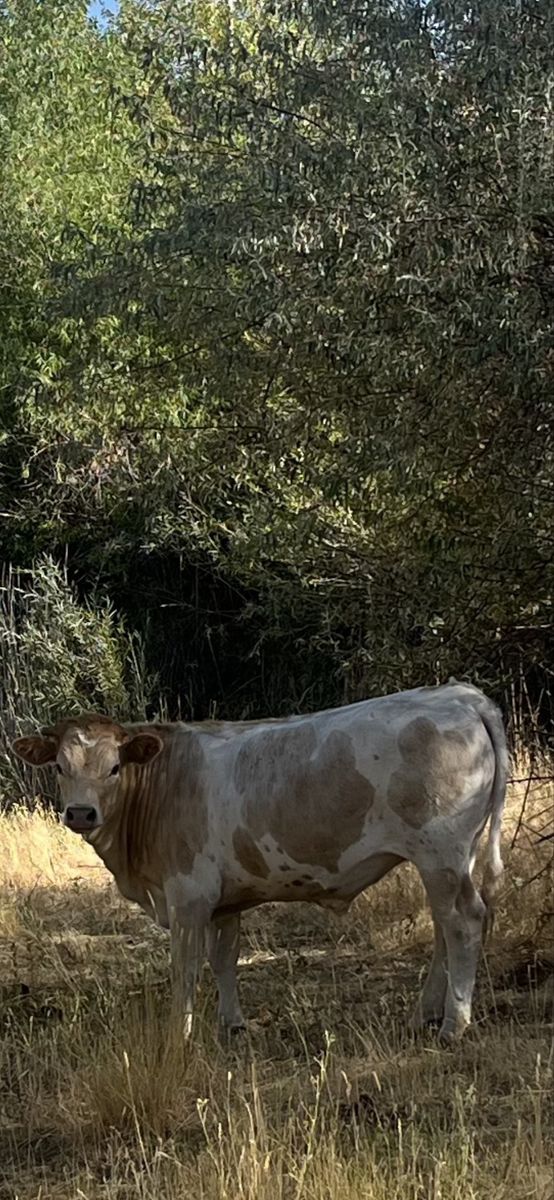 Crossbred steer