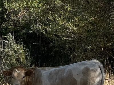 Crossbred steer
