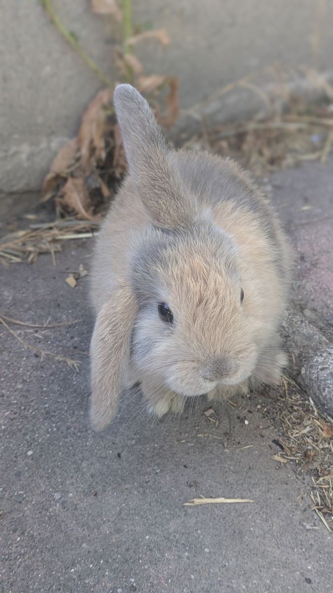Holland Lop Bunny