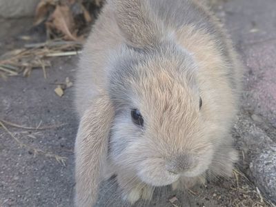 Holland Lop Bunny