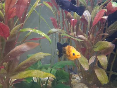 Gold Panda Lyretail Mollies