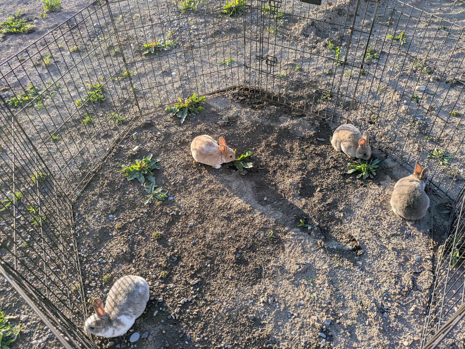 7 week old Rex Bunnies