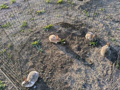 7 week old Rex Bunnies