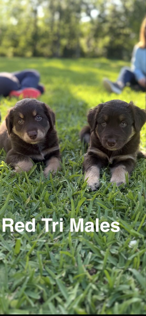 Australian Shepherd Puppies