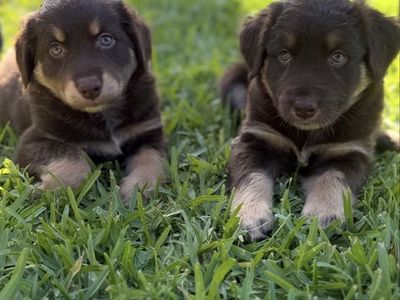 Australian Shepherd Puppies