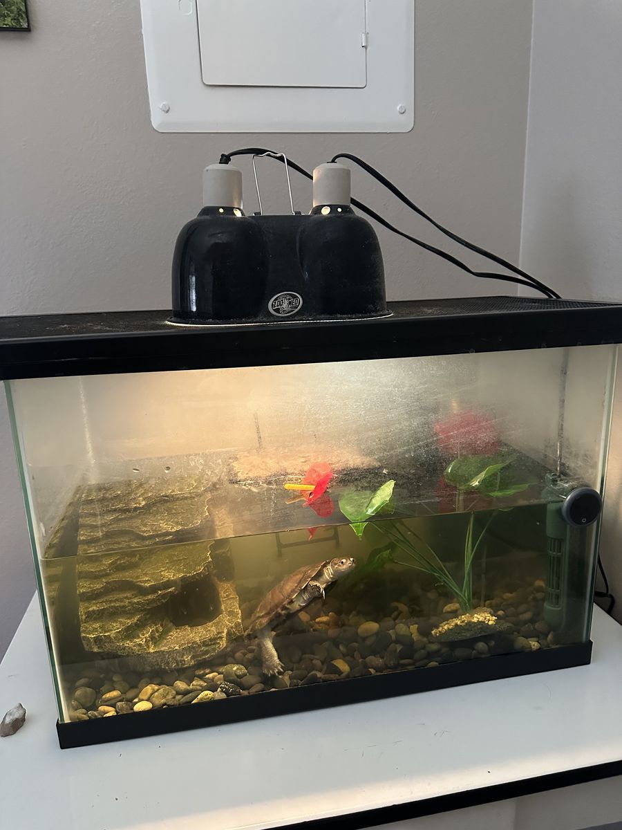 Adult African Sideneck Turtle with Supplies and Equipment
