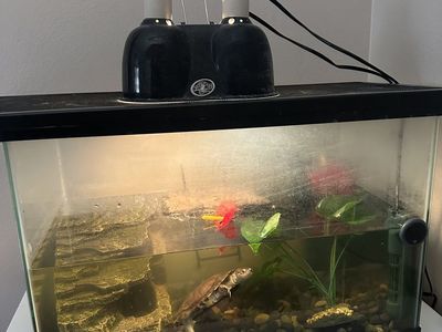 Adult African Sideneck Turtle with Supplies and Equipment