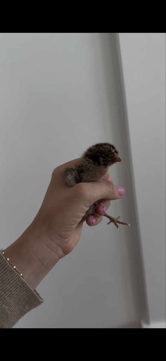 Golden Campine Baby Chicks