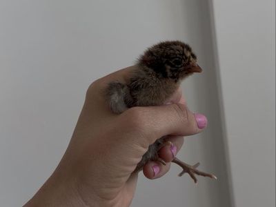 Golden Campine Baby Chicks