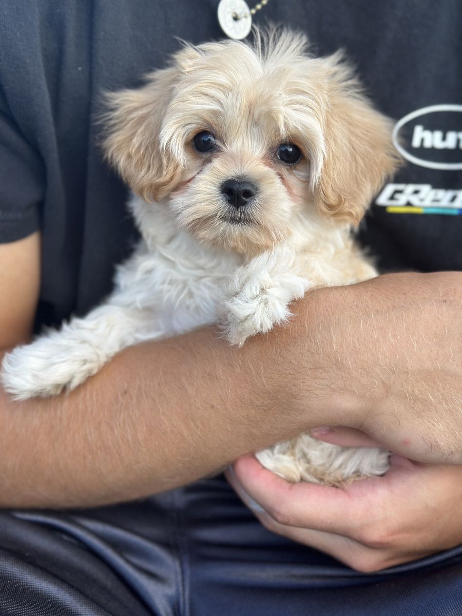 Tiny toy Maltipoo Puppy - Hypoallergenic, Ready Now Maltese Poodle to mature 6-7 pounds. Maltichon Bichon Frisée and Maltese.