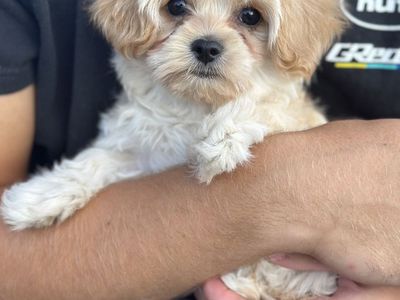 Tiny toy Maltipoo Puppy - Hypoallergenic, Ready Now Maltese Poodle to mature 6-7 pounds. Maltichon Bichon Frisée and Maltese.
