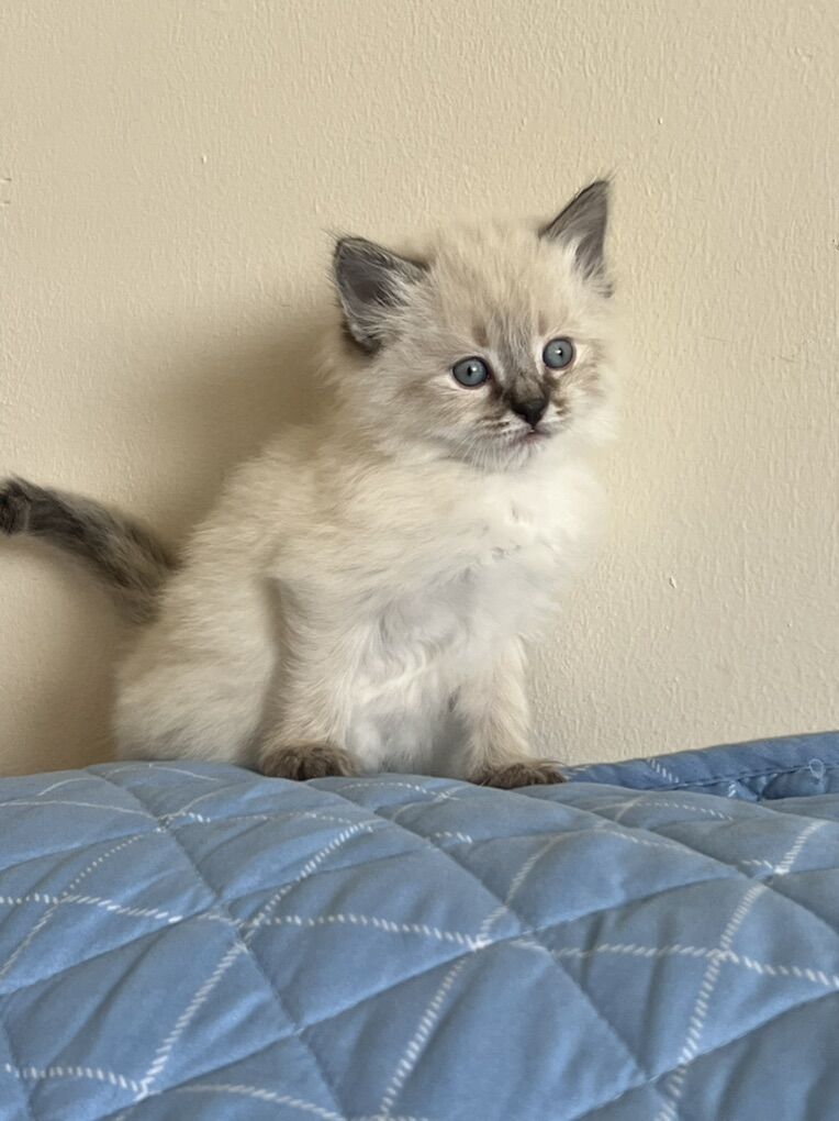 Beautiful Ragdoll Kittens – Ready Soon