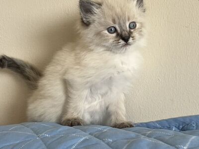 Beautiful Ragdoll Kittens – Ready Soon