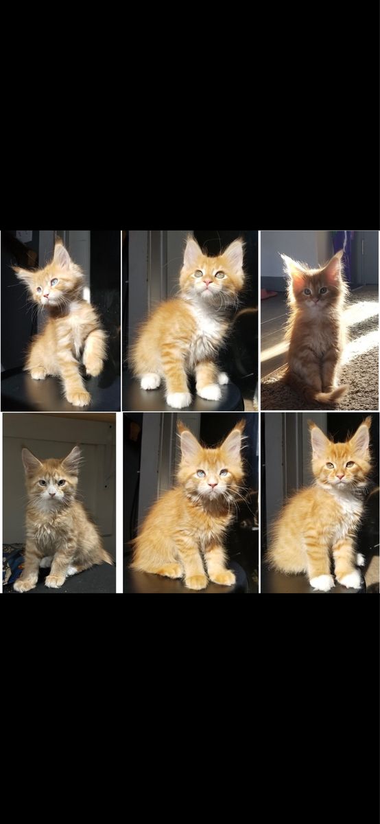 TICA Maine Coon kittens