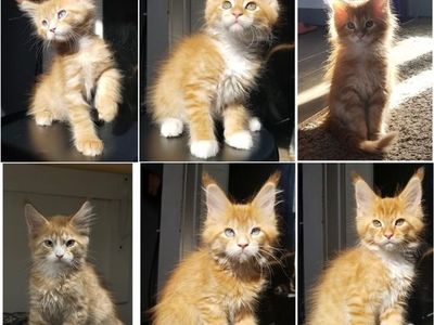 TICA Maine Coon kittens - 20% off for 4th July