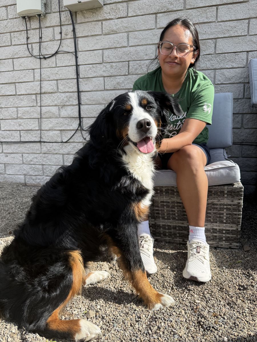 Beautiful AKC Bernese Mountain Dog