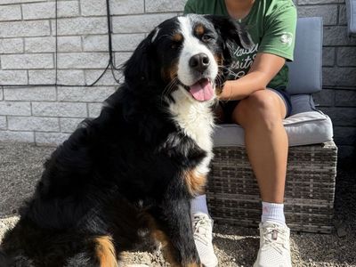 Beautiful AKC Bernese Mountain Dog
