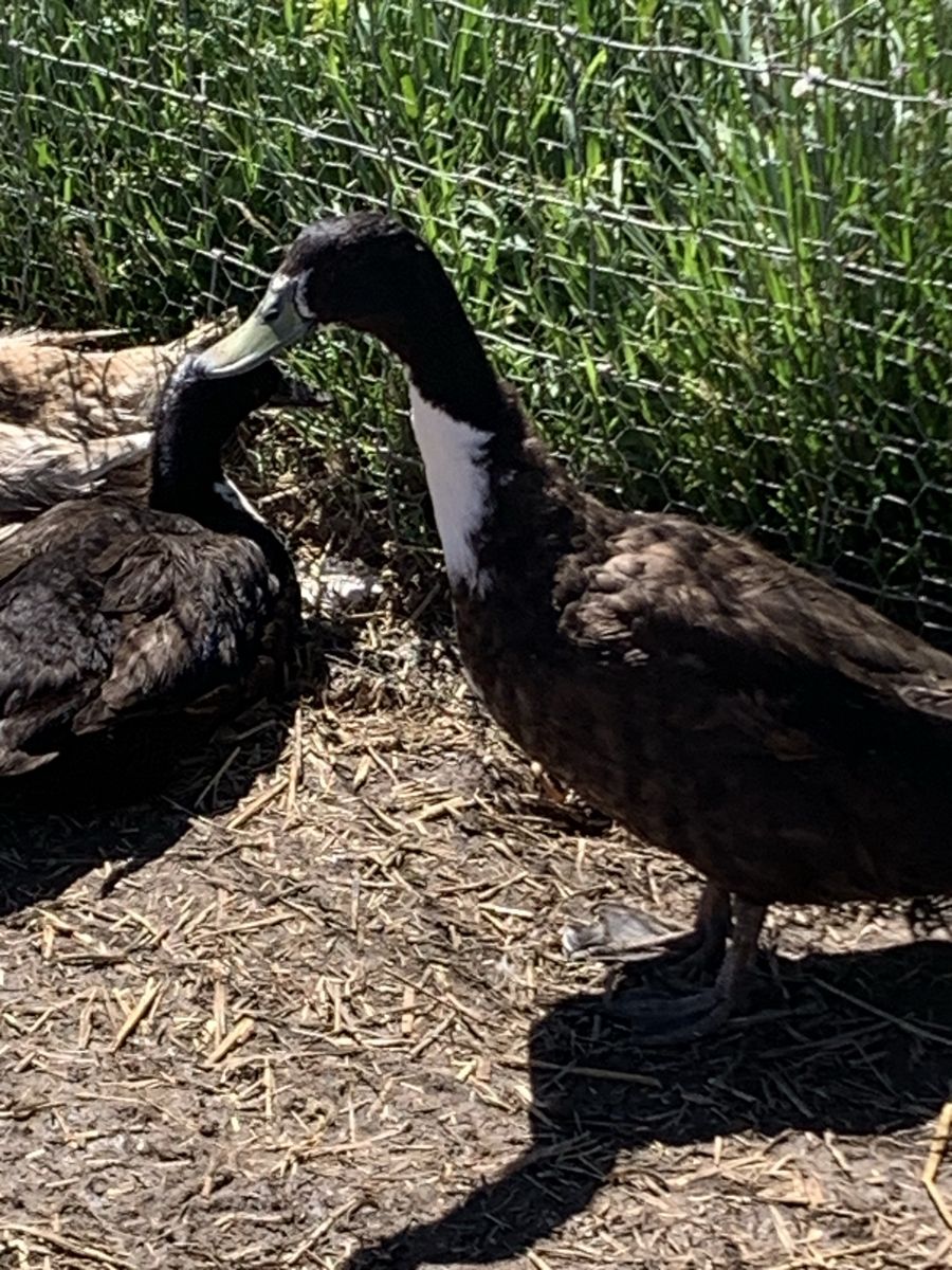 Drake duck  for sale