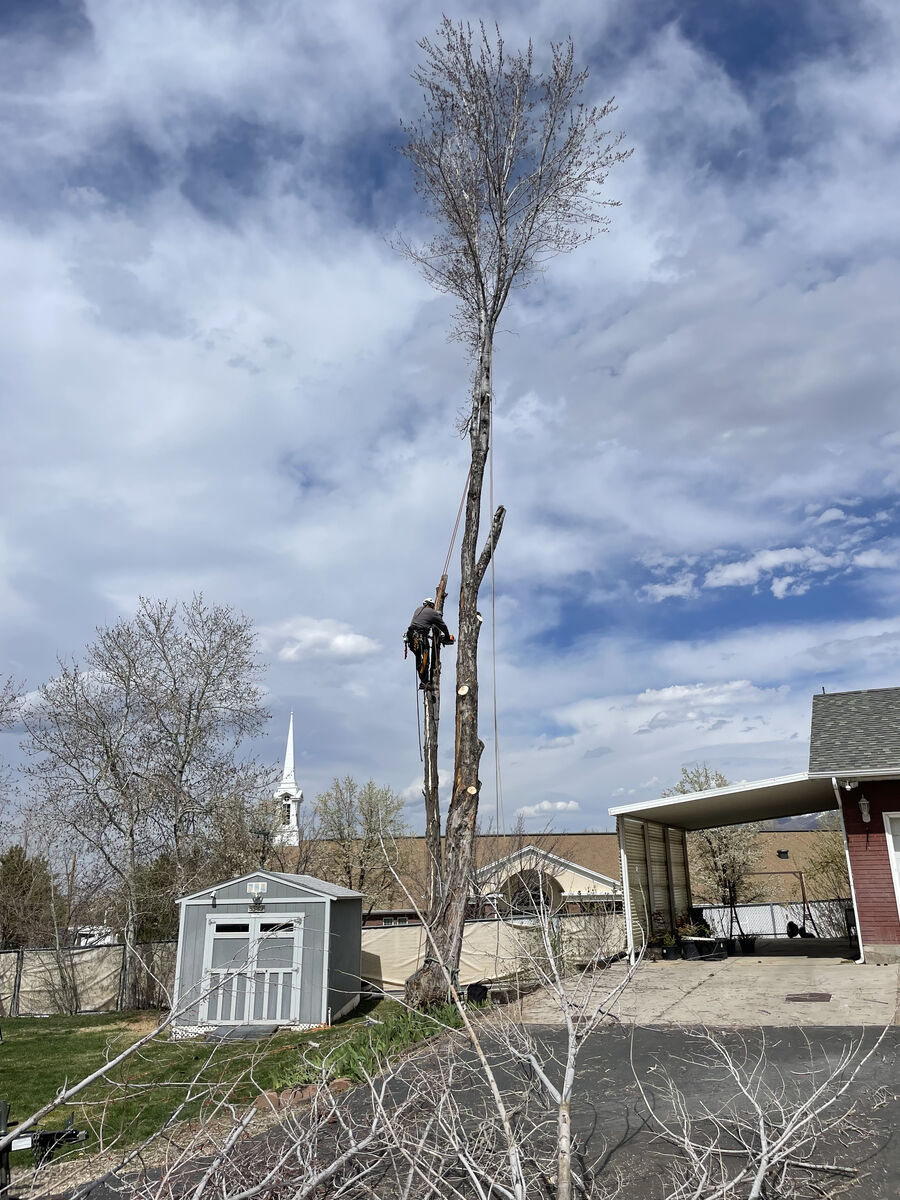 Licensed & Insured Tree Trimming/Removal Services