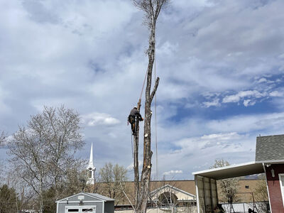 Licensed & Insured Tree Trimming/Removal Services