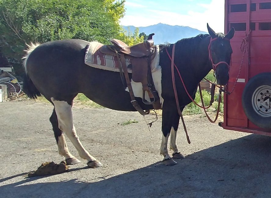 21 Yr Old APHA Registered Paint Mare