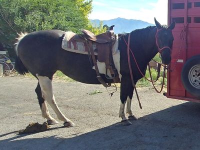 21 Yr Old APHA Registered Paint Mare
