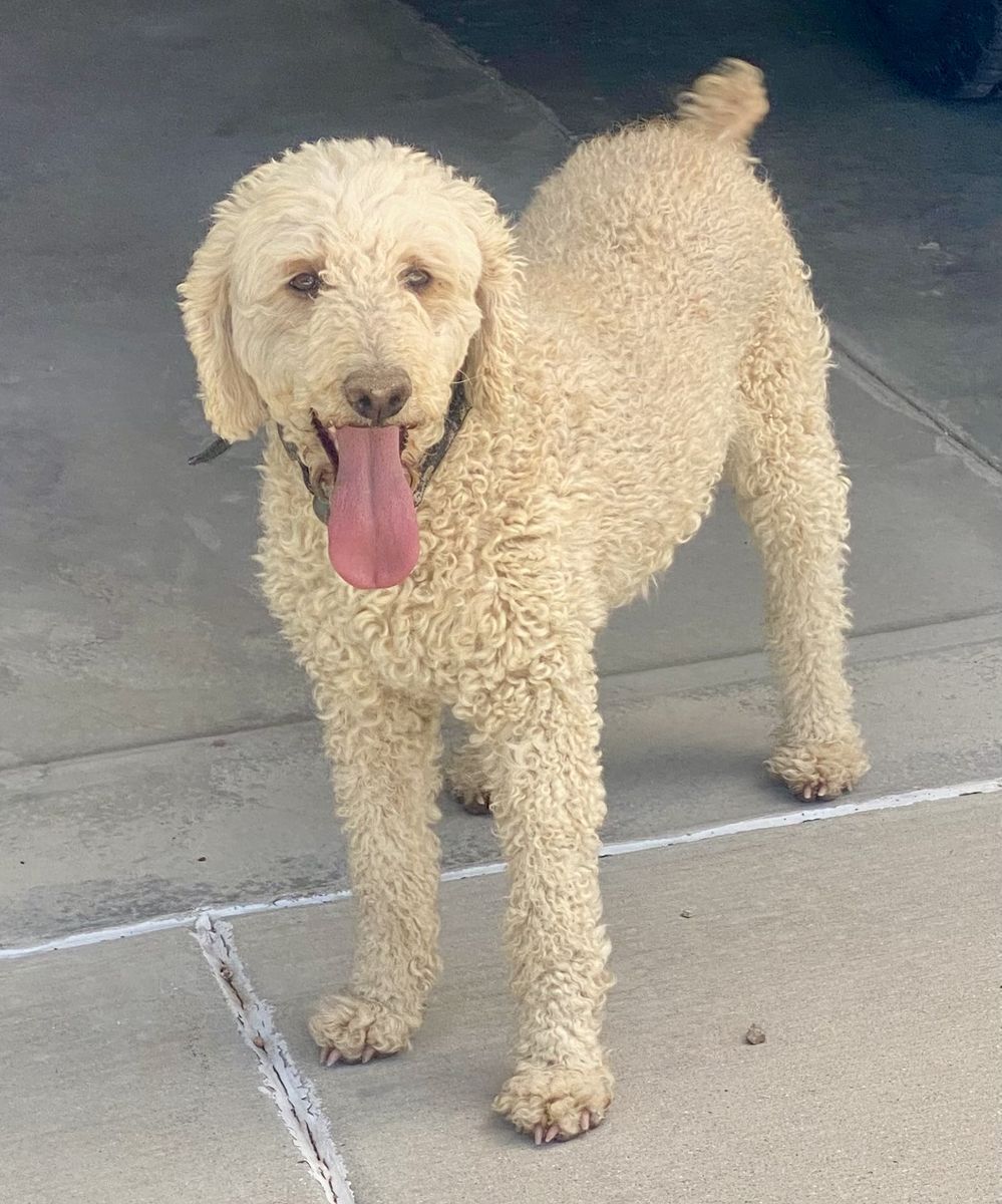 4 year old Goldendoodle/ free to a good home
