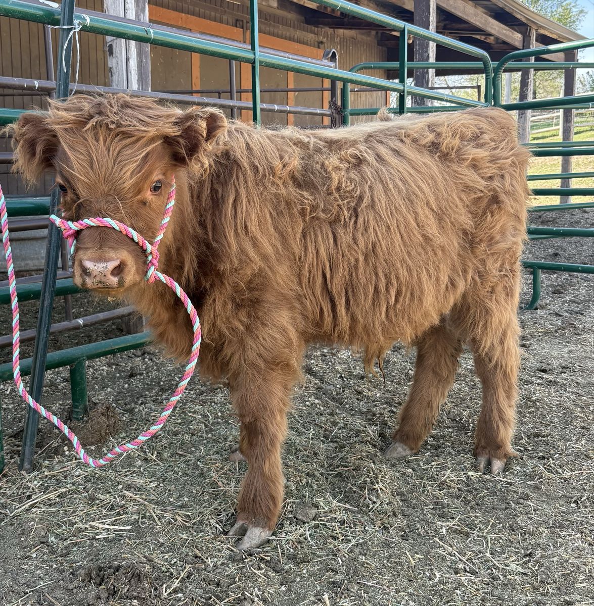 Registered Highland Cattle Calf