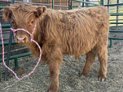 Registered Highland Cattle Calf