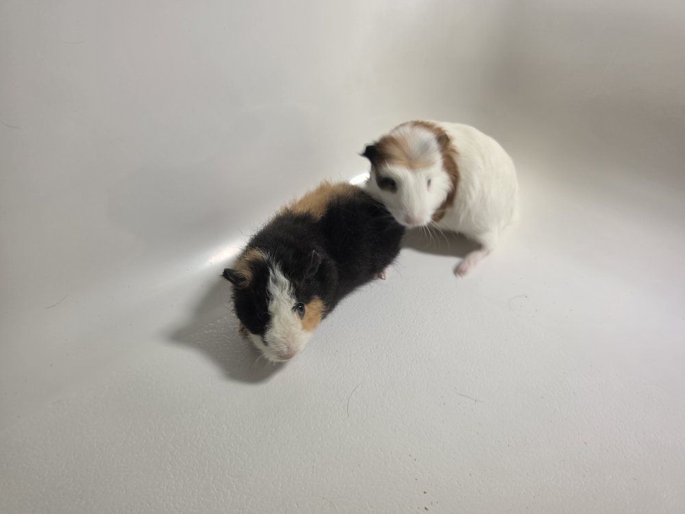 6 Week Old Guinea Pig Siblings