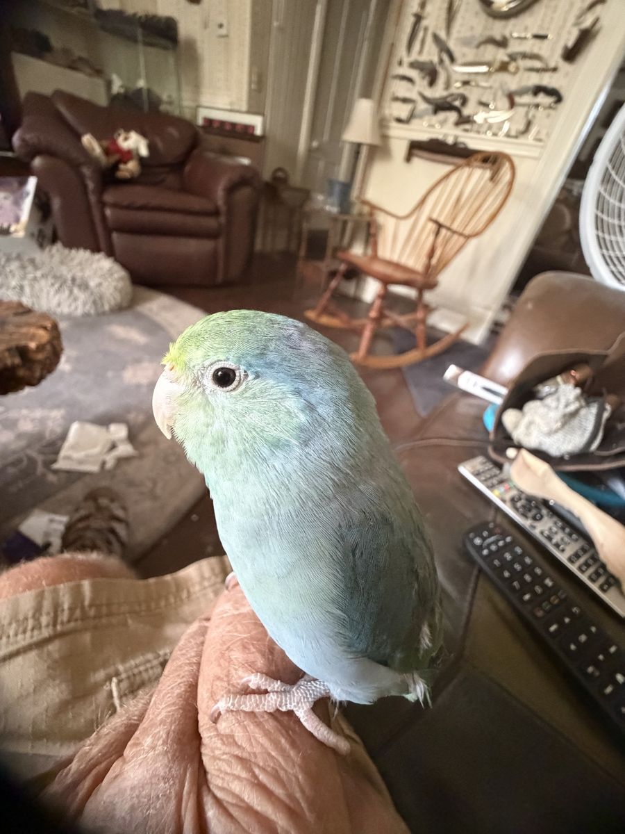 Gorgeous turquoise male Parrotlet 