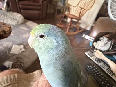 Gorgeous turquoise male Parrotlet