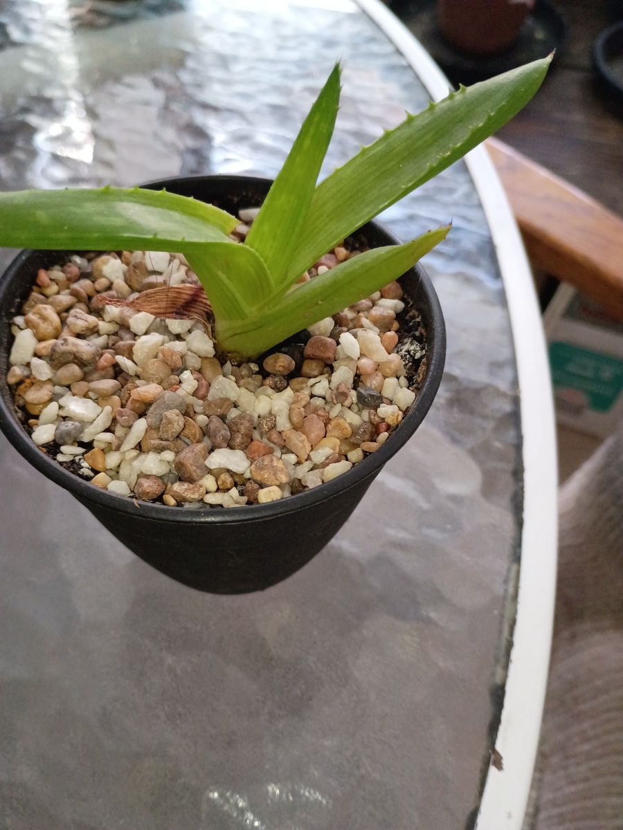 Aloe plant small