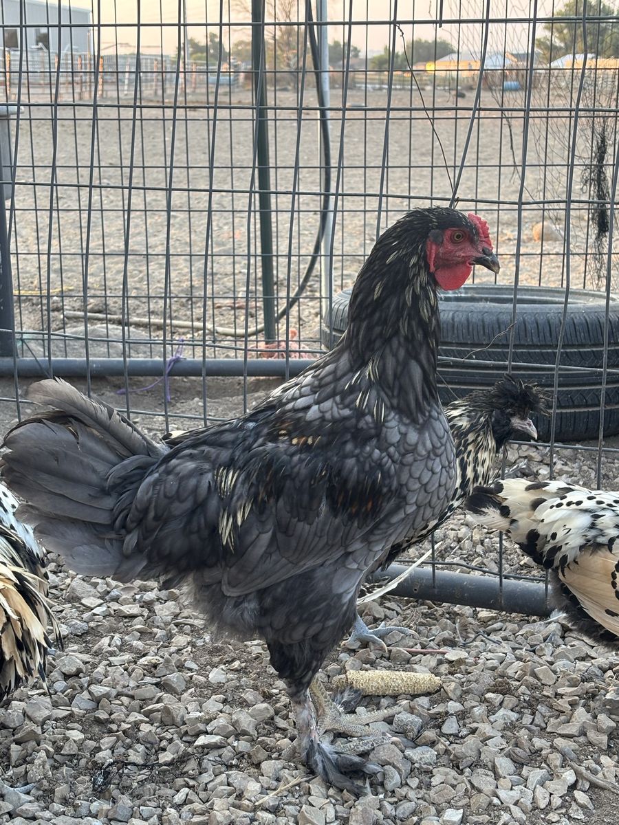 Beautiful young Brahma rooster