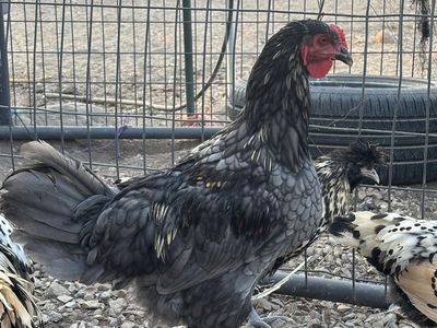 Beautiful young Brahma rooster