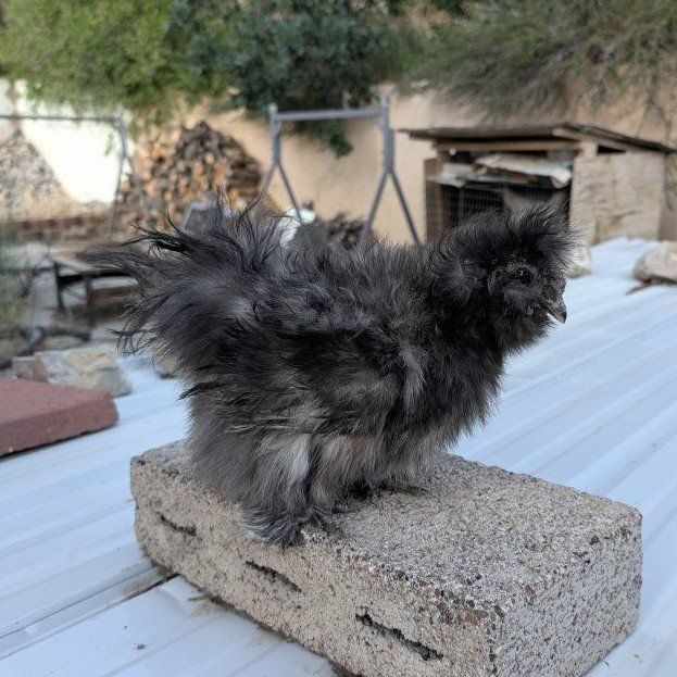 Pair of young silkies